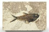 Detailed Fossil Fish (Diplomystus) - Wyoming #356787-1